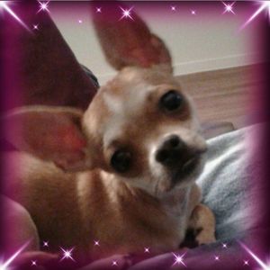 Meet your Posher, Rocky